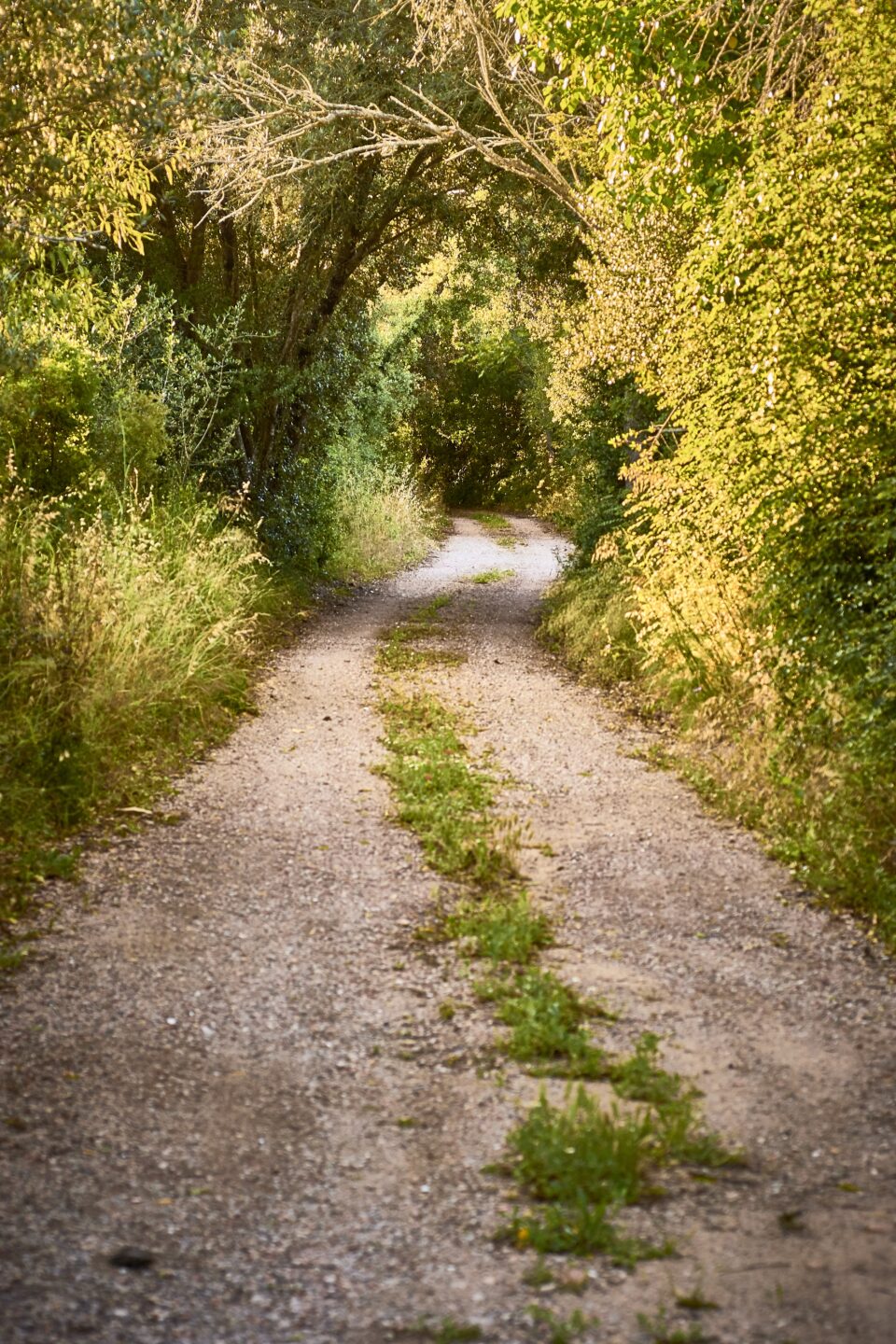 A path winding through trees on a sunny day