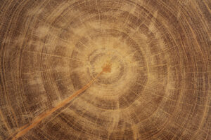 Close-up of natural wood grain