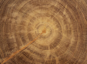 Close-up of natural wood grain