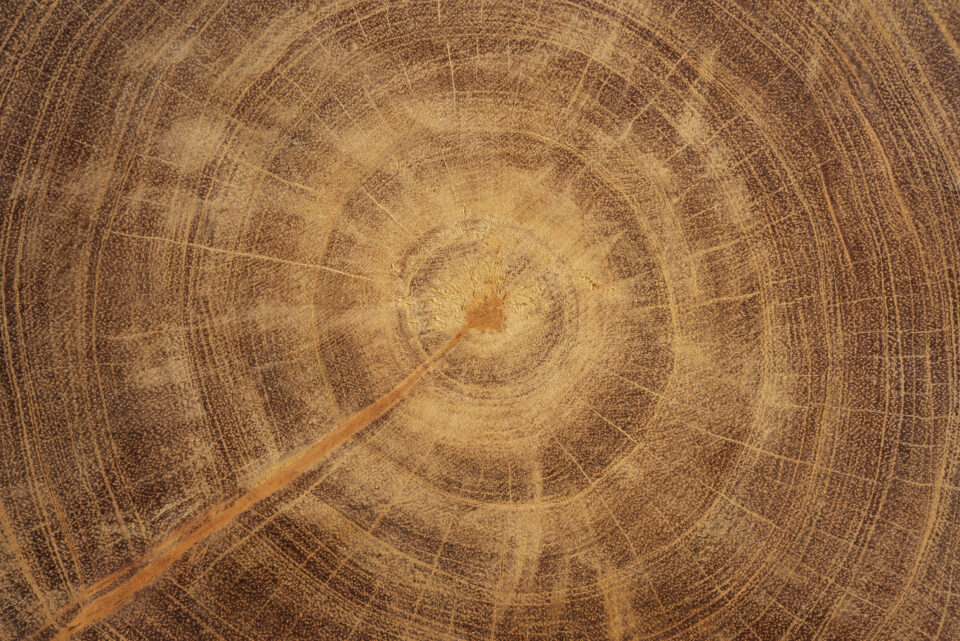 Close-up of natural wood grain
